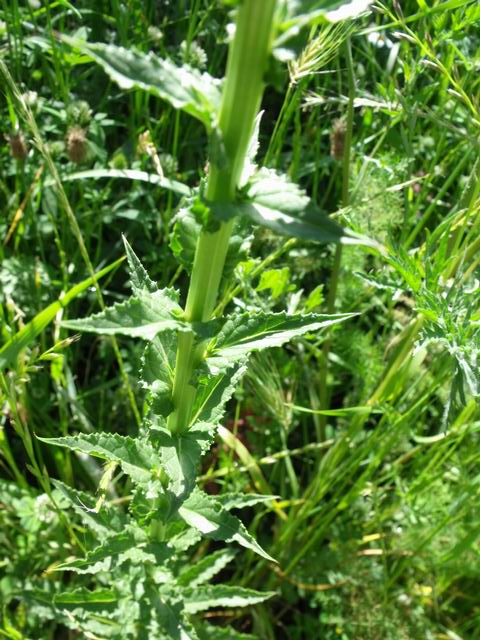 Verbascum blattaria